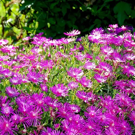 Agriturismo-r&b Corte Dei Gioghi Ferrara