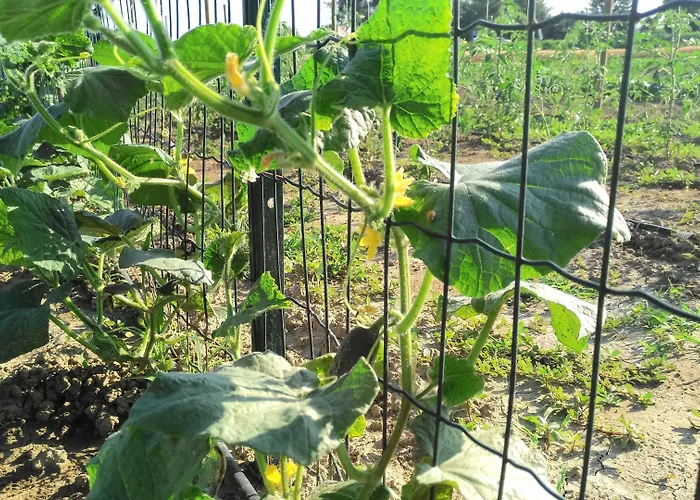 Agriturismo-r&b Corte Dei Gioghi Κατάλυμα σε φάρμα